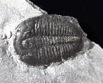 Elrathia kingii (MEEK 1870)  - Bild &copy; FossNet FossilienStore